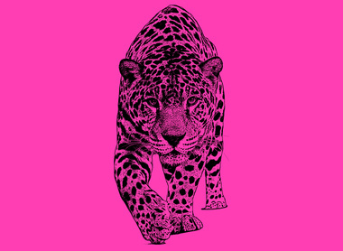 animal cheetah pink.jpg